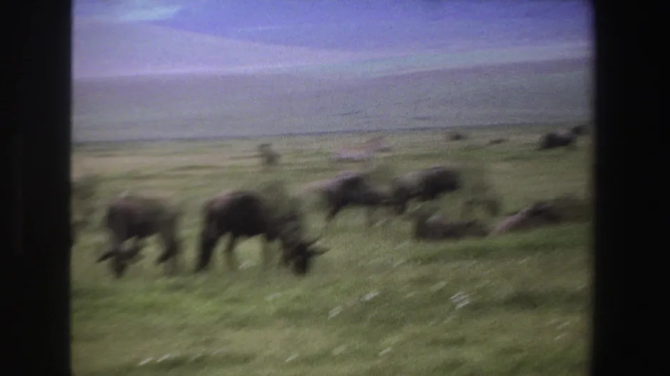 Soft, motion-blurred 1969 South Africa 8mm frame showing wildebeest moving or grazing on open grassland.