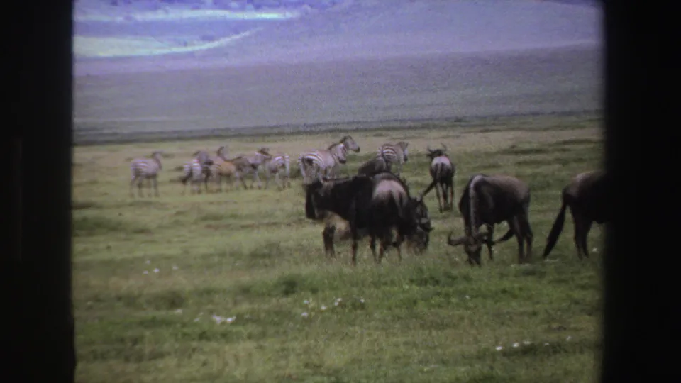 1969 South Africa home-movie frame showing zebras and wildebeest grazing in small groups across the savanna plain.