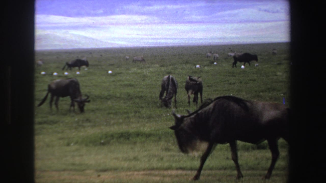 Wildebeest graze across a green savanna with zebras in the distance.
