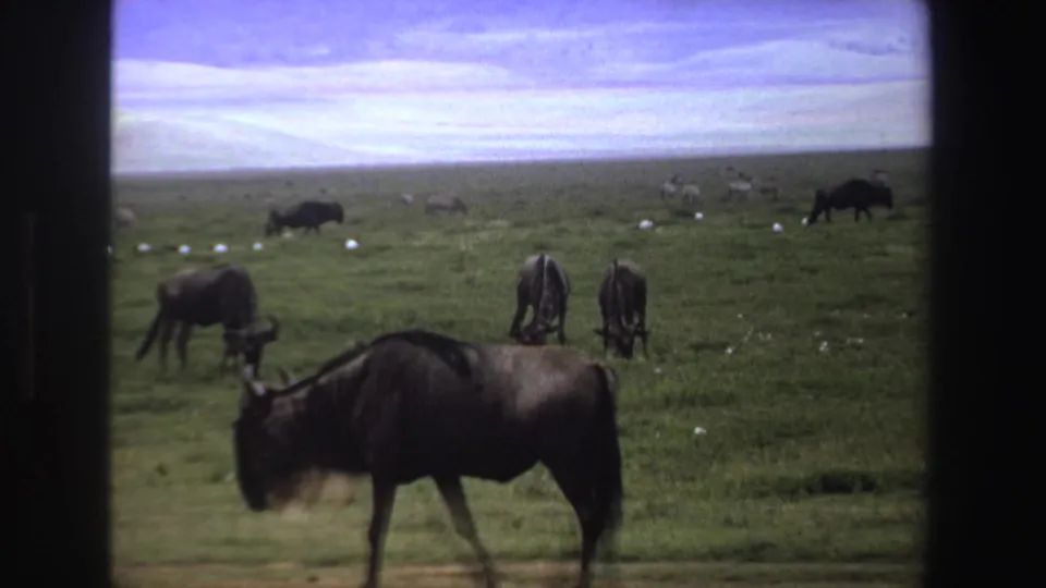 1969 South Africa home-movie frame with a wildebeest crossing the foreground and zebras grazing farther back on the savanna.