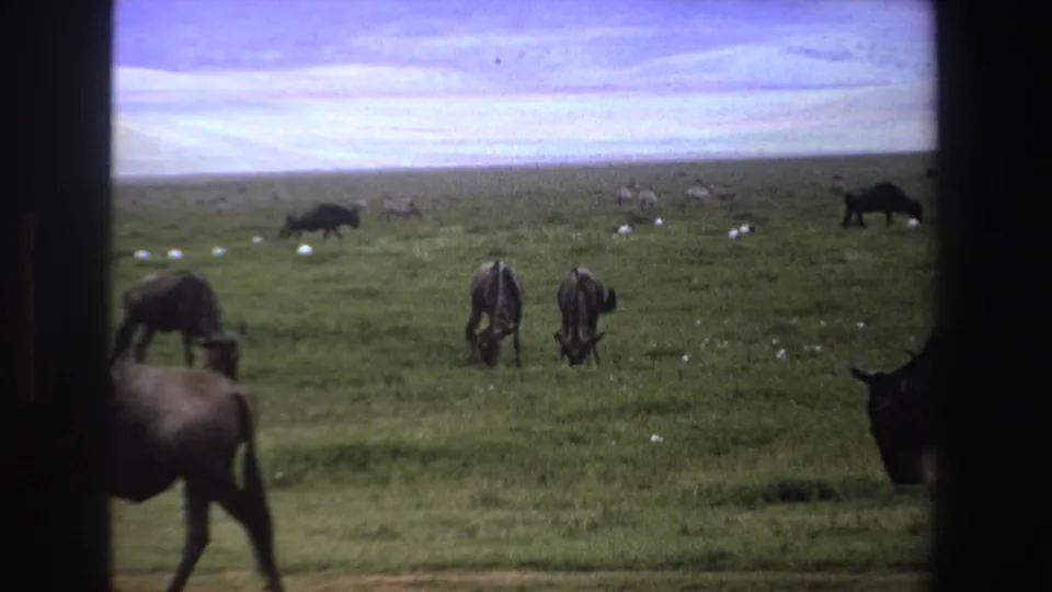 1969 South Africa 8mm still with wildebeest partly at the frame edge and zebras grazing in the middle distance.