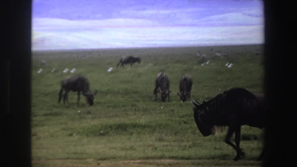 1969 South Africa 8mm frame showing a wildebeest near the right edge, with zebras and other animals grazing across green savanna.