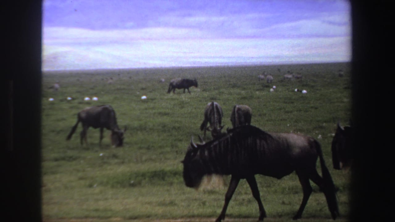 Wildebeest grazing and walking across a green savanna under a pale sky.