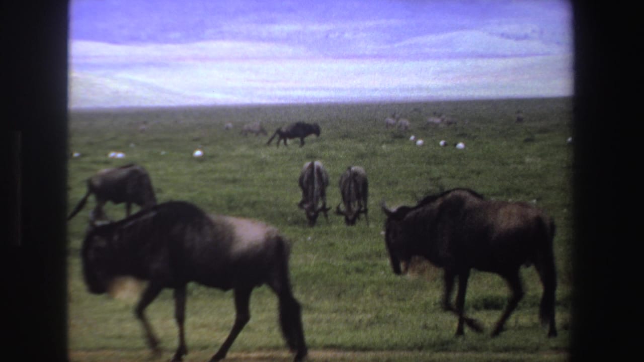 Several wildebeest cross and graze on open grassland with distant animals behind them.