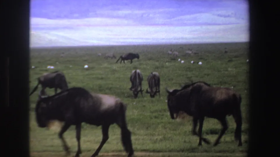 1969 South Africa 8mm frame with wildebeest moving through a broad savanna scene, partially framed by dark vertical borders.
