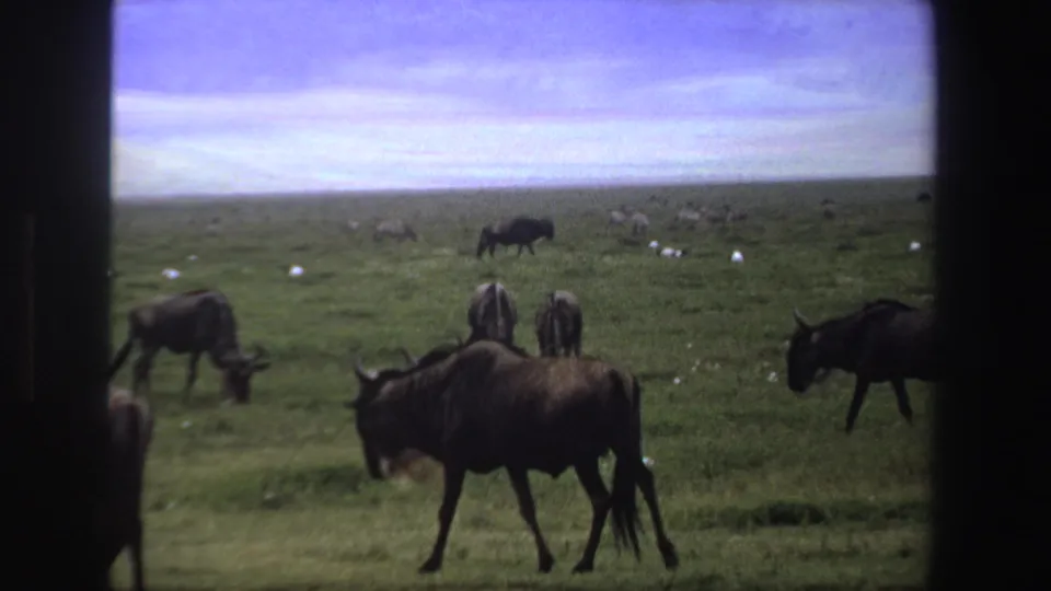 1969 South Africa 8mm frame showing wildebeest spread across green savanna, with soft focus and visible film framing.