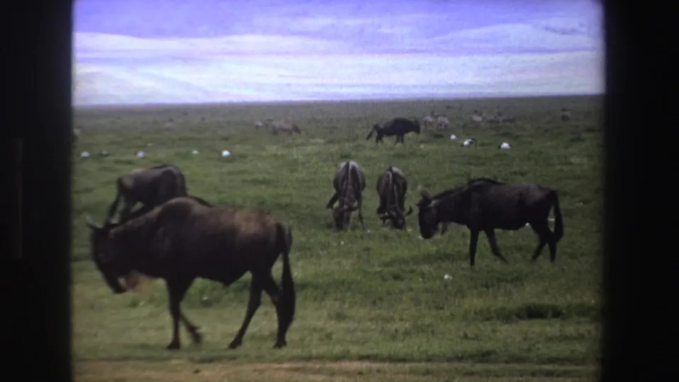1969 South Africa 8mm frame of wildebeest grazing and walking across open savanna beneath a pale, lightly clouded sky.