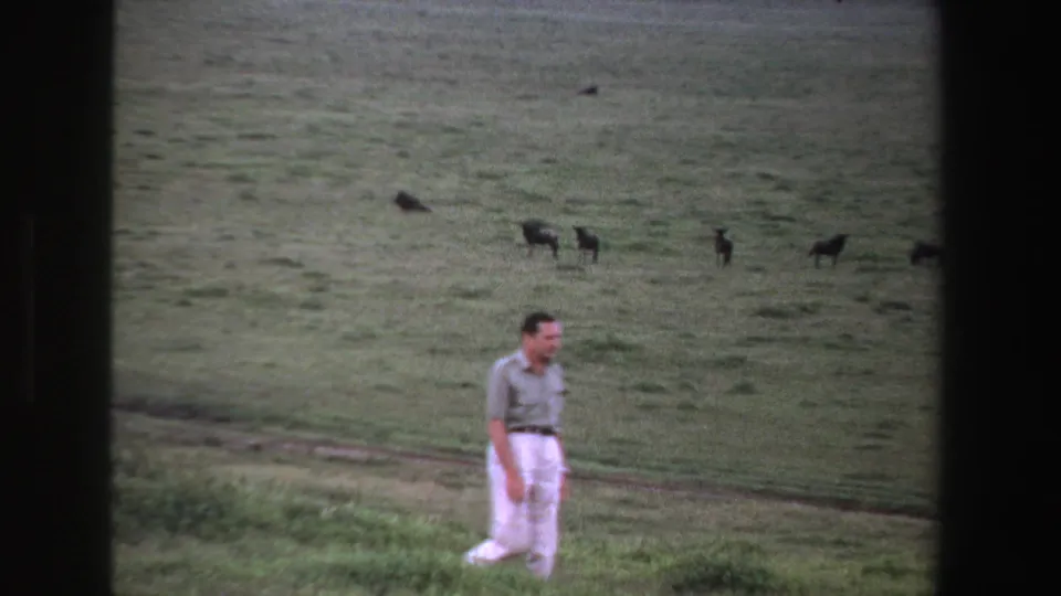 A lone man crosses the lower edge of a grassy field while several dark animals graze or stand in the distance.