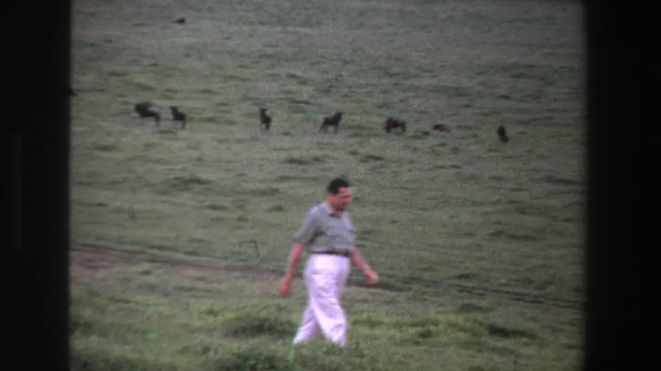 The 1969 South Africa home-movie frame shows the man walking in front of distant dark animals across the open field.