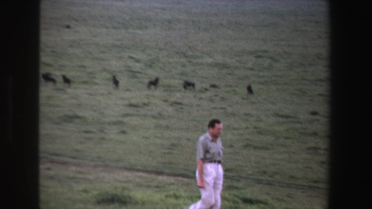 In 1969 South Africa home-movie footage, a man in white trousers walks through a green field with wildebeests grazing in the distance.