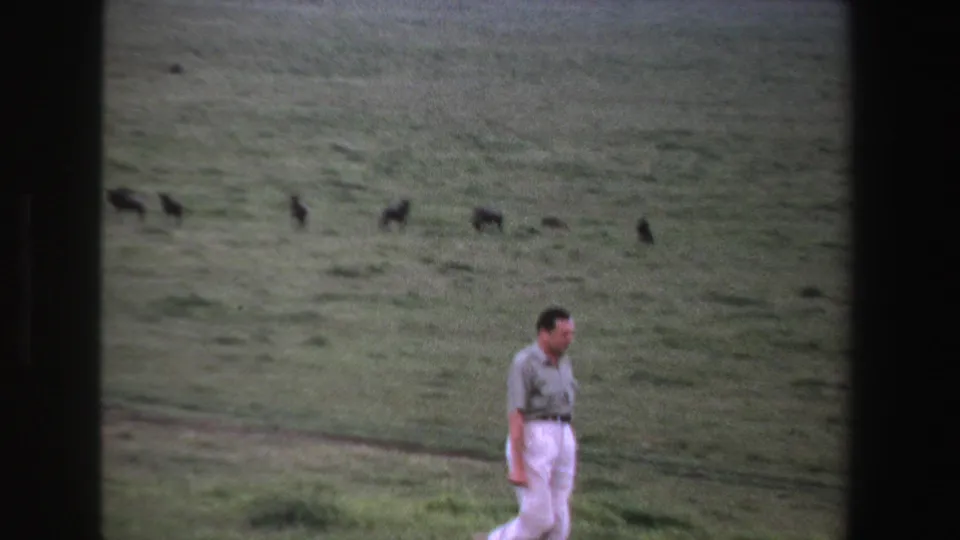 In 1969 South Africa home-movie footage, a man in white trousers walks through a green field with wildebeests grazing in the distance.