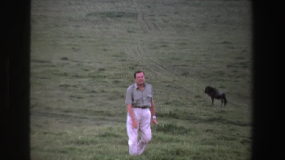 A man in white trousers approaches the camera in a South African field, with a dark wildebeest-like animal behind him.