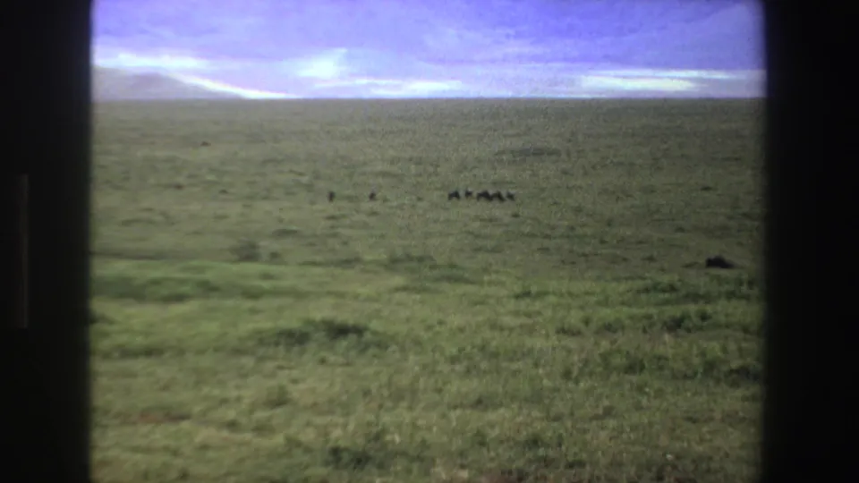 1969 South Africa aerial home-movie frame showing open grassland, scattered dark shapes, and a fog-softened horizon.
