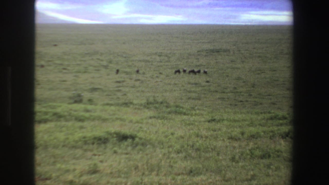 Wide grassland with distant dark animals under a pale blue sky.