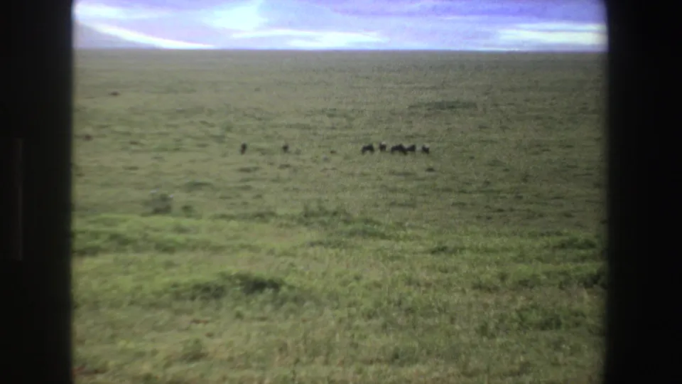 1969 South Africa 8mm frame showing open grassland, pale sky, and a small distant group of dark grazing animals.