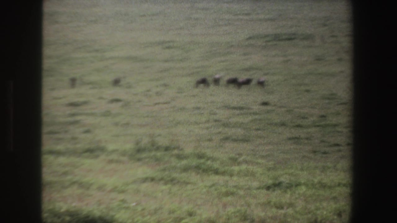 Closer view of dark animals scattered on a grassy plain.