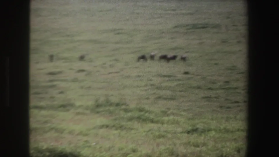 South Africa 8mm wildlife view with a zoomed-in group of dark animals spread across muted green grassland.