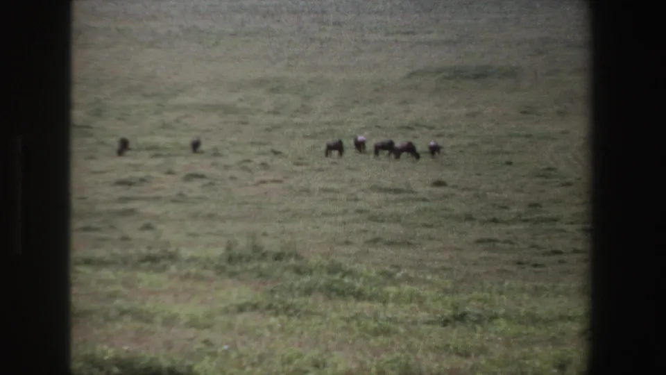 Zoomed 8mm frame of distant South African grassland wildlife, with dark animals clustered near the center-right of the field.