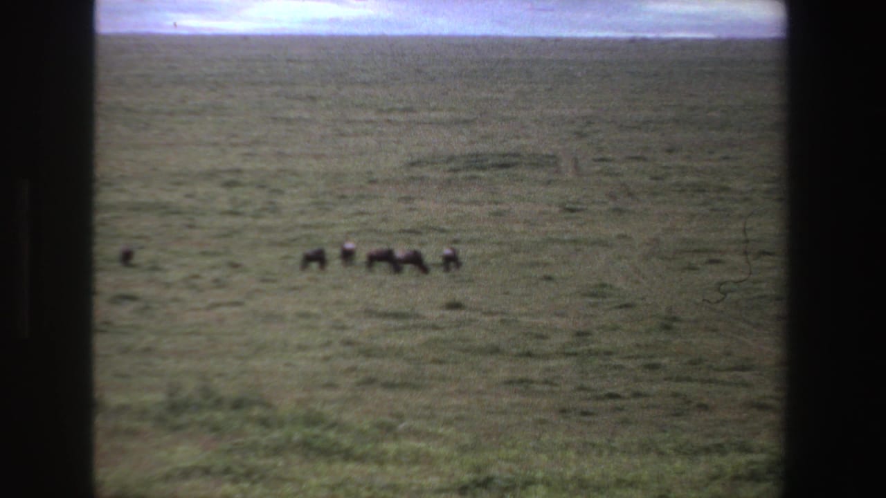Distant animals graze in a wide grassy field seen through dark vertical framing.