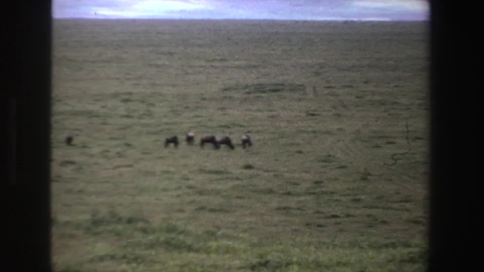 In 1969 South Africa home-movie footage, distant animals graze across open grassland viewed through a dark window-like frame.