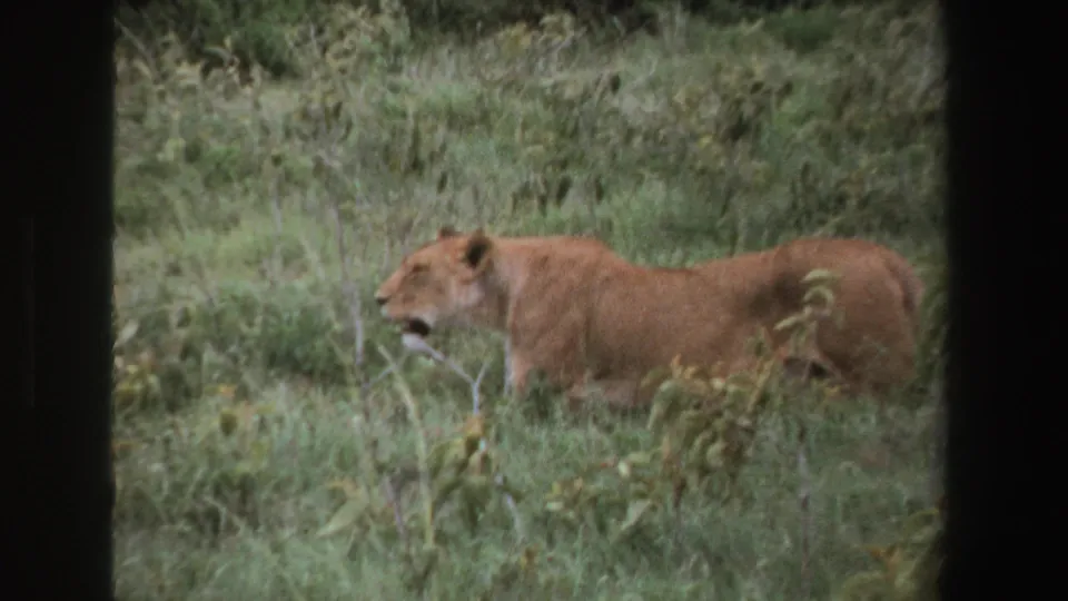 1969 South Africa 8mm frame showing a lioness moving through tall green grass and brush in a savanna-like setting.