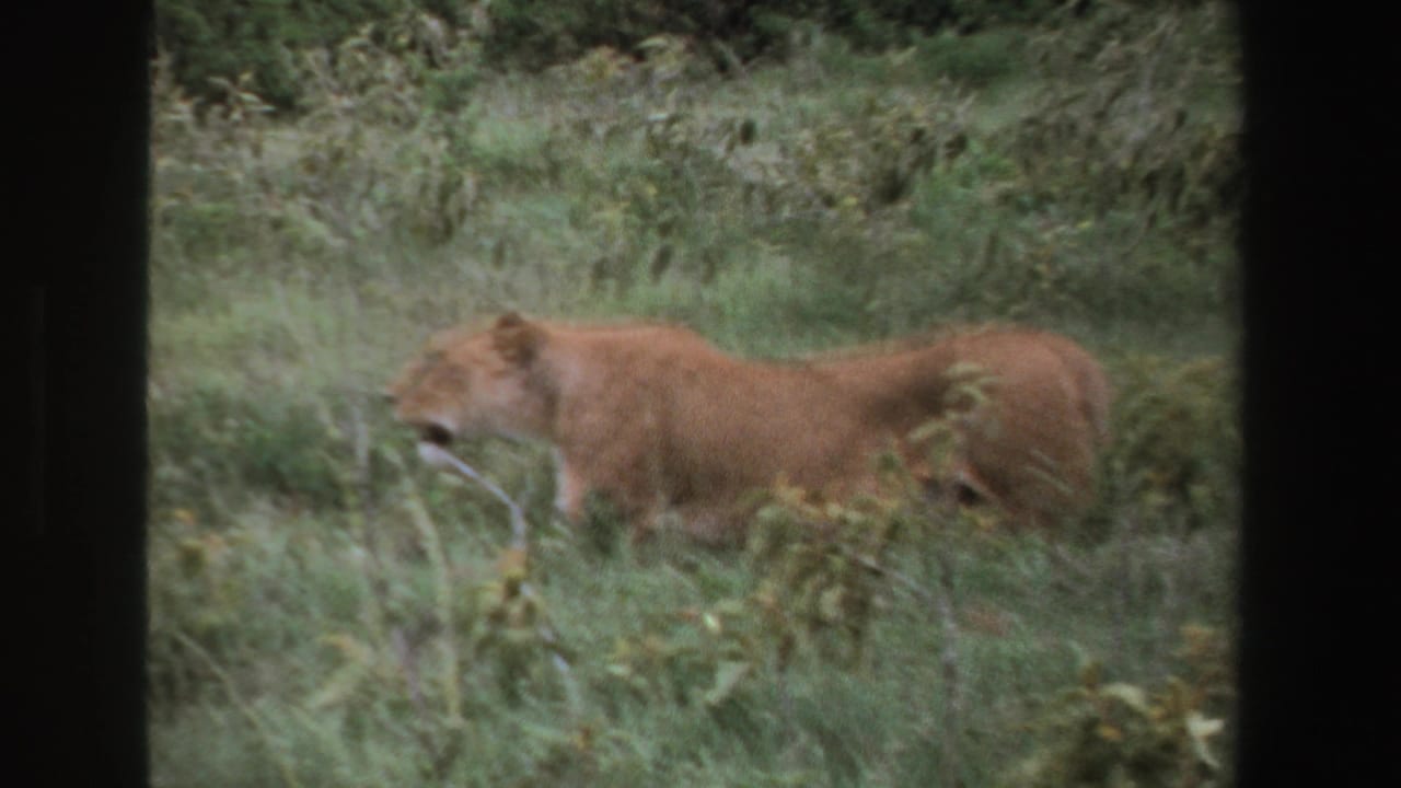 1969 South Africa 8mm frame showing a lioness in profile moving left through tall savanna grass and scrub.
