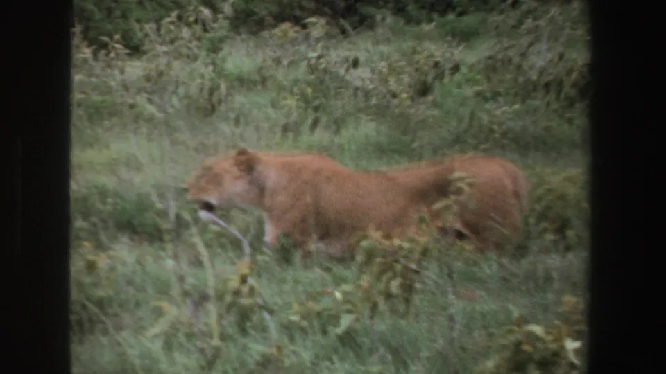 1969 South Africa 8mm frame showing a lioness in profile moving left through tall savanna grass and scrub.