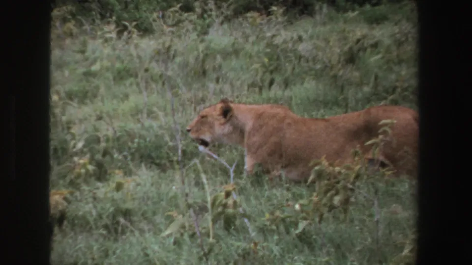 1969 South Africa 8mm frame of a lioness crossing through green savanna vegetation in profile.
