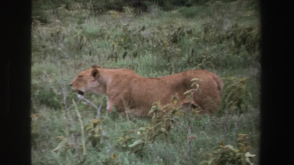 1969 South Africa 8mm frame showing the lioness lower in the grass, partly veiled by foreground plants.