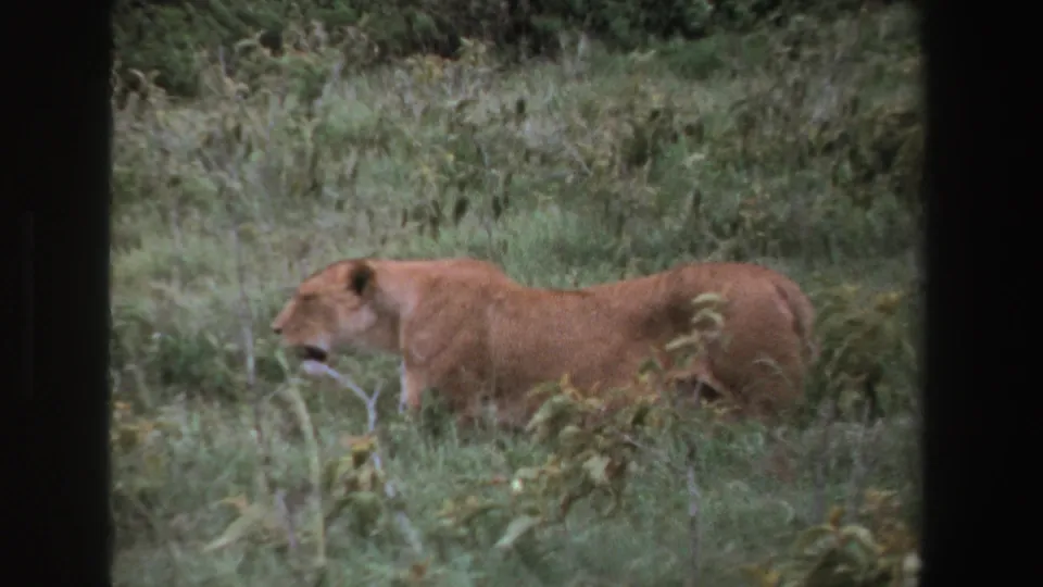 1969 South Africa 8mm frame with a lioness in profile near the right edge, surrounded by tall grass and scrub.