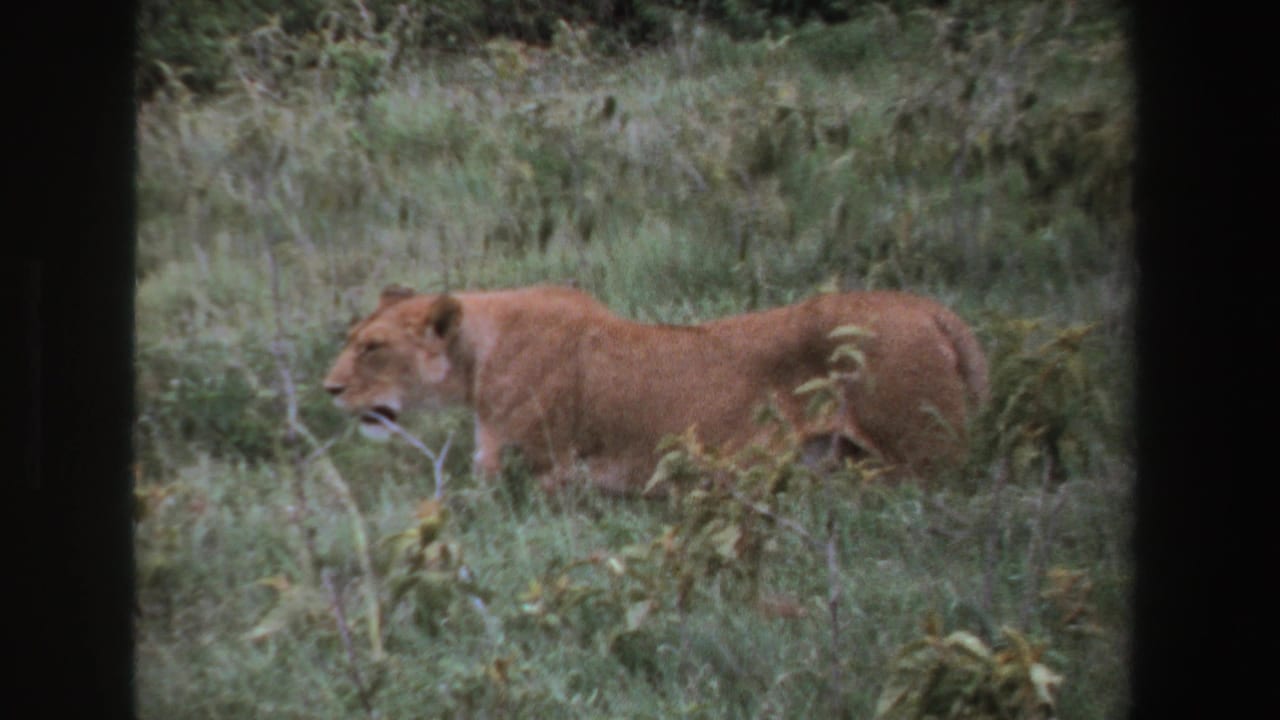 Female lion moves through tall grass in South Africa in 1969, seen in soft 8mm home-movie footage with dark frame edges.