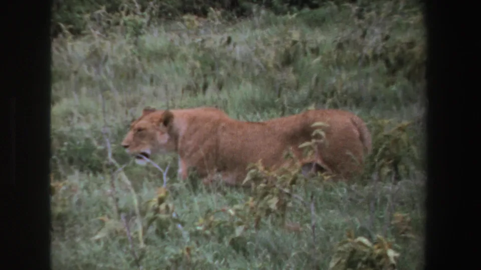 Female lion moves through tall grass in South Africa in 1969, seen in soft 8mm home-movie footage with dark frame edges.