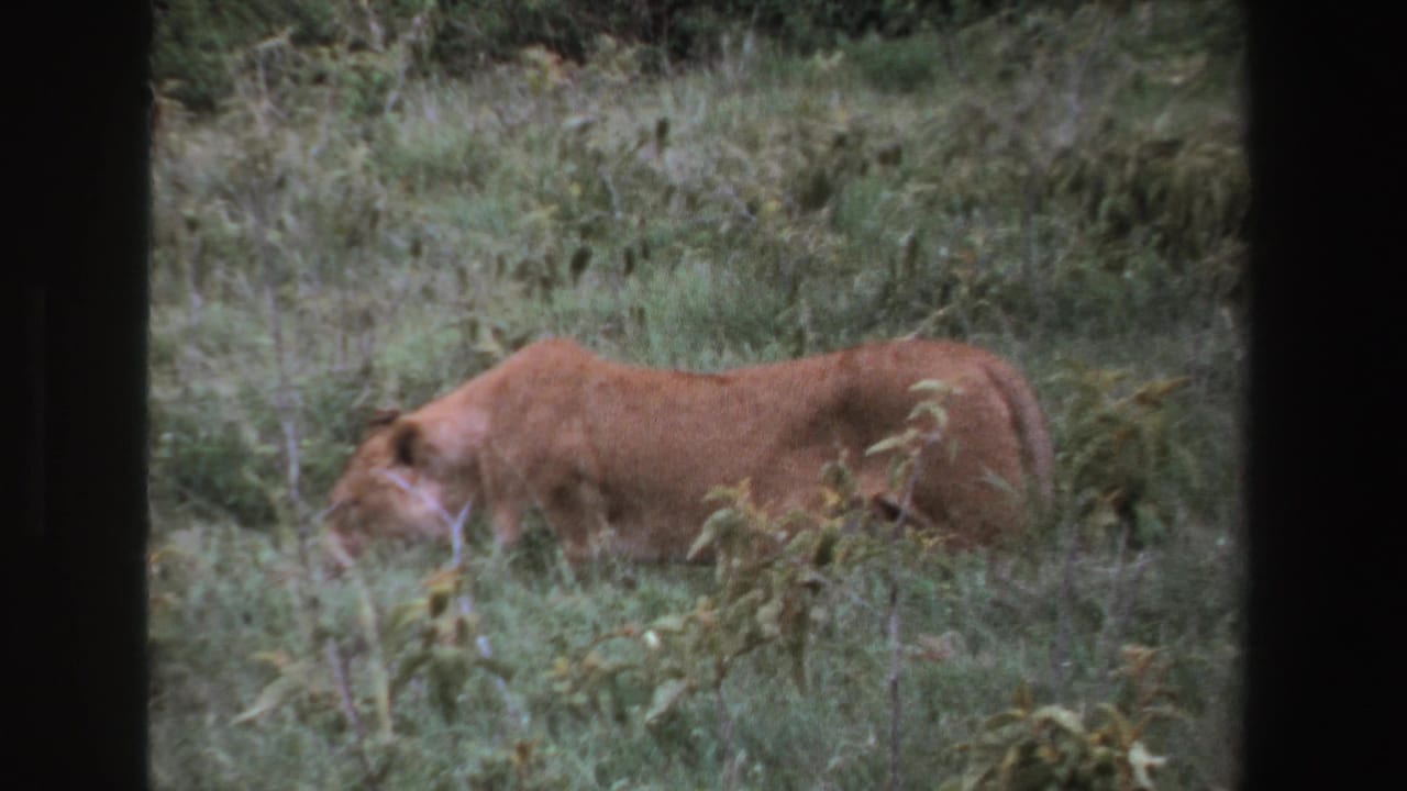 A tawny female lion continues across dense grass and brush in the 1969 South Africa wildlife clip, partly softened by distance and film grain.