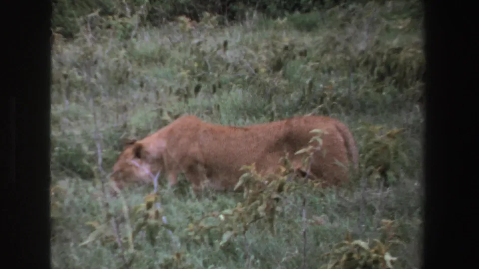 A tawny female lion continues across dense grass and brush in the 1969 South Africa wildlife clip, partly softened by distance and film grain.