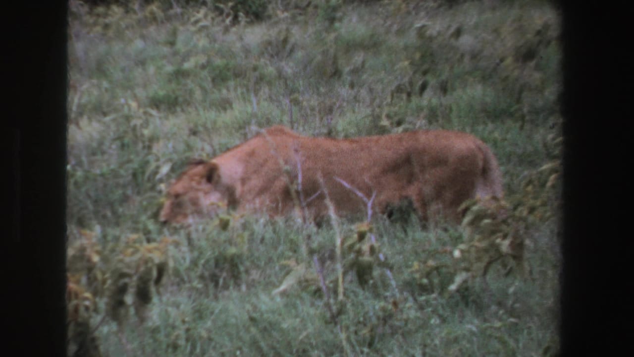 Lion low in tall grass with its body partly hidden by vegetation.