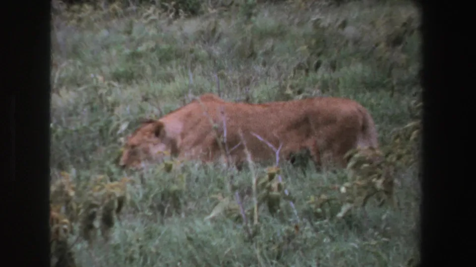 The lion appears lower in the frame as it moves through tall grass, with its body partly concealed by vegetation in the South Africa 8mm footage.