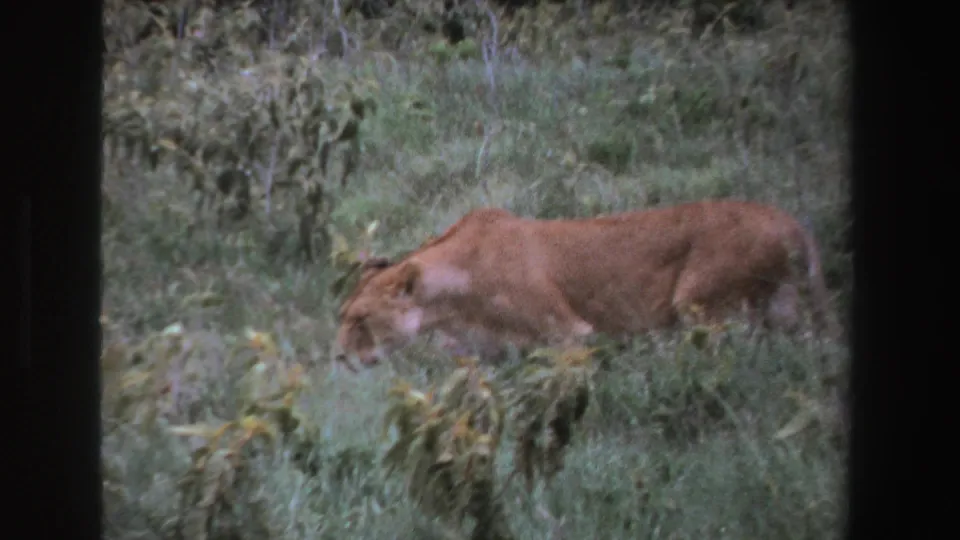 Near the end of the clip, the female lion moves through grass with its head lowered, framed by soft brush and dark 8mm contact-sheet borders.