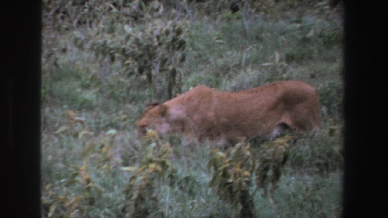 A lioness moves left through dense grass in South Africa, seen in soft 1969 8mm home-movie footage.