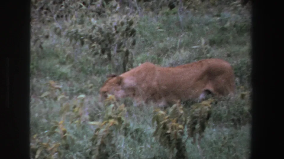 A lioness moves left through dense grass in South Africa, seen in soft 1969 8mm home-movie footage.