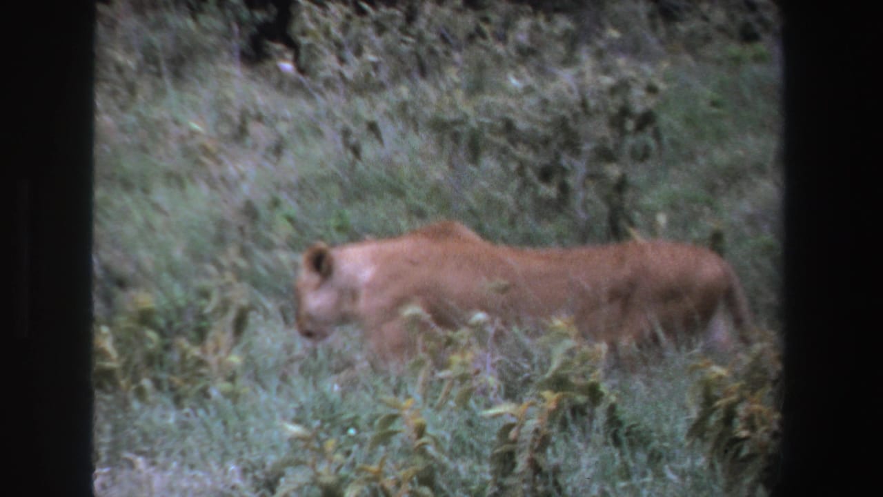 Lioness moving through grass near the right side of the frame.