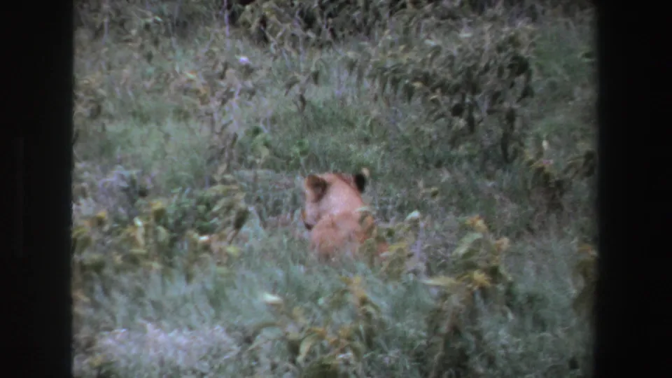 A partly obscured lioness faces through the grass, with only the upper body clearly visible in the 8mm frame.
