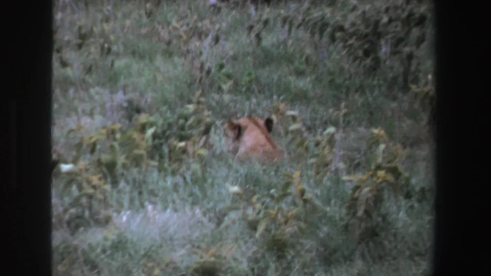 The lioness disappears into dense South African grassland, leaving only its head and back visible above the vegetation.