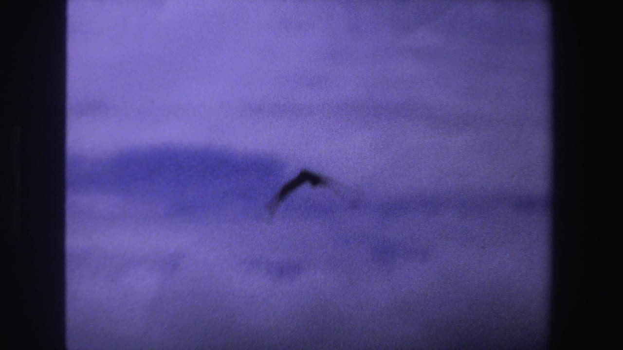 Small dark bird silhouette against a purple-blue cloudy sky.