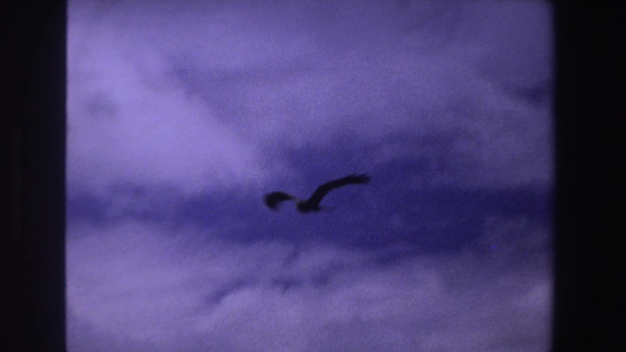 Bird silhouette gliding near the upper right of a purple-tinted sky in 1969 South Africa home-movie footage.