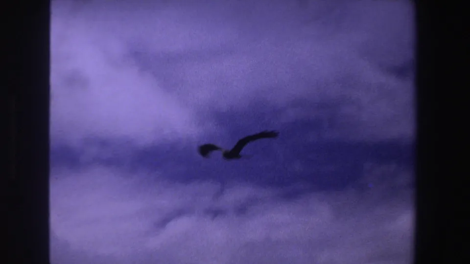 Bird silhouette gliding near the upper right of a purple-tinted sky in 1969 South Africa home-movie footage.