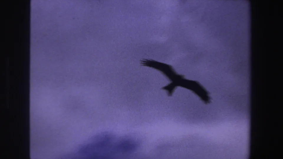 Large bird silhouette passes across the lower left, seen from below in purple-blue 8mm footage from South Africa.
