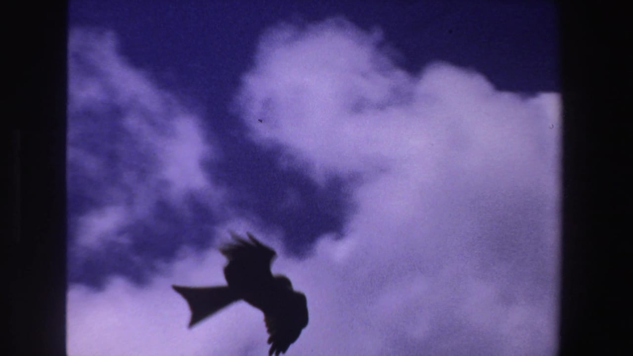 1969 South Africa 8mm frame with a large bird in silhouette against bright clouds and a blue-purple sky.