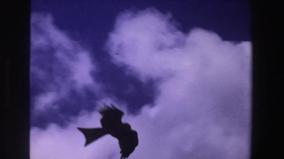 1969 South Africa 8mm frame with a large bird in silhouette against bright clouds and a blue-purple sky.