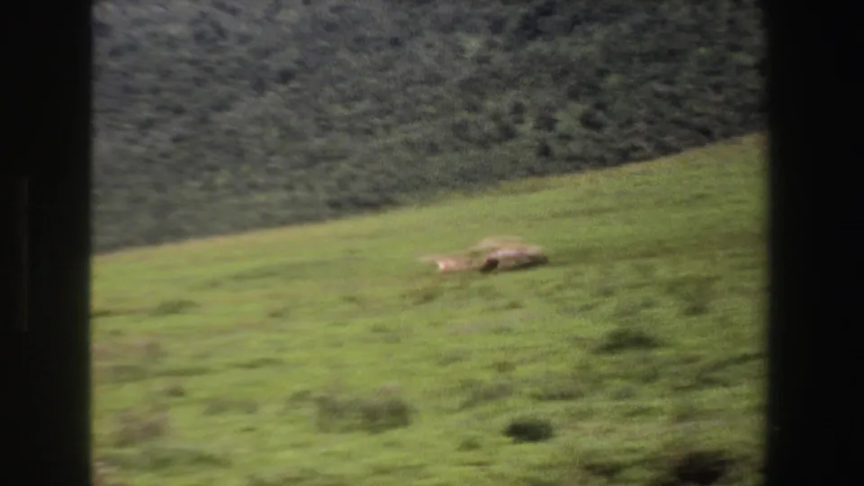1969 South Africa 8mm frame showing open green grassland and a distant blurred bird or animal form near the ground, with a darker tree line behind.