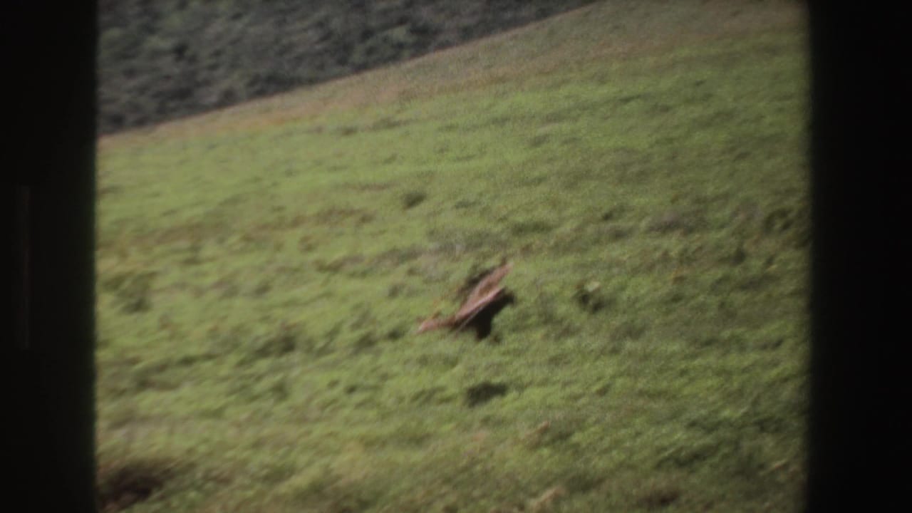 Bird standing or moving in a grassy hillside field.